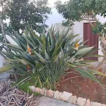 Apartman Simonetta Alliste